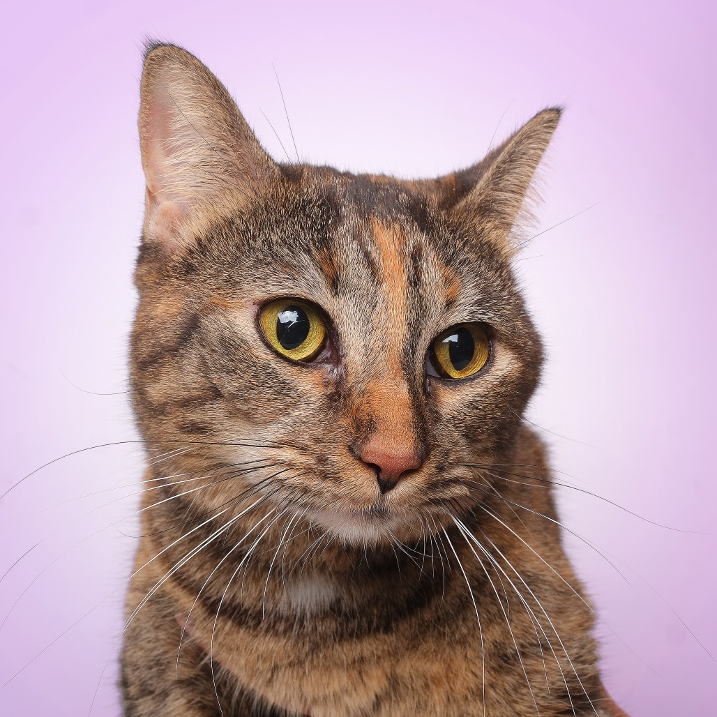 Rose A, an adoptable Domestic Short Hair in Guaynabo, PR, 00969 | Photo Image 1