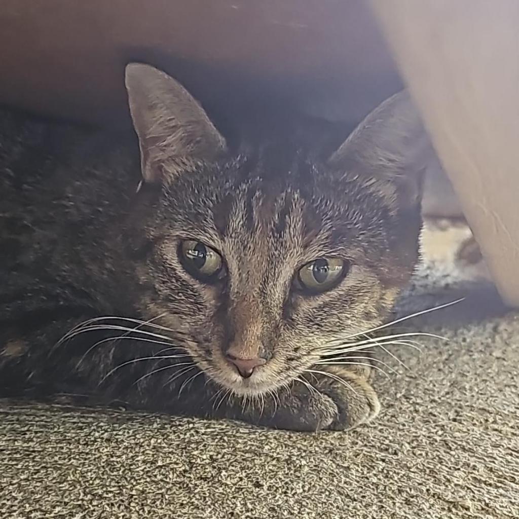 Rose A, an adoptable Domestic Short Hair in Guaynabo, PR, 00969 | Photo Image 2