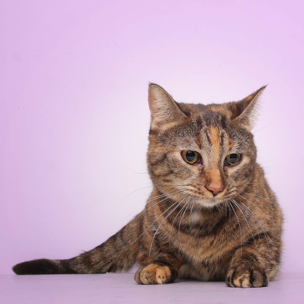 Rose A, an adoptable Domestic Short Hair in Guaynabo, PR, 00969 | Photo Image 3