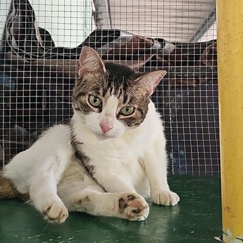 Tigresa A, an adoptable Domestic Short Hair in Guaynabo, PR, 00969 | Photo Image 1