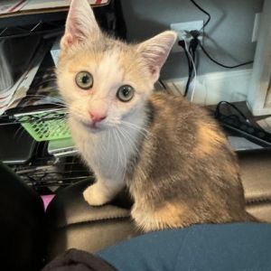 Calico kitten Carmela is ready to find her forever home And this lady is a certified mechanic Carm