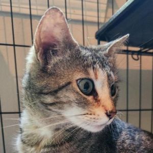 Magdalena is still a kitten at heart She loves to be pet and make biscuits She wrestles  plays ri