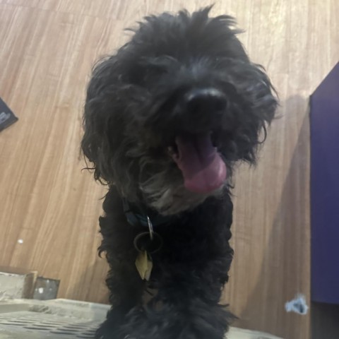 Buzz, an adoptable Poodle, Shih Tzu in Grand Junction, CO, 81505 | Photo Image 1