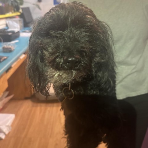 Buzz, an adoptable Poodle, Shih Tzu in Grand Junction, CO, 81505 | Photo Image 2