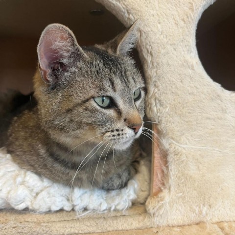 Mama Mocha, an adoptable Domestic Short Hair in Driggs, ID, 83422 | Photo Image 1