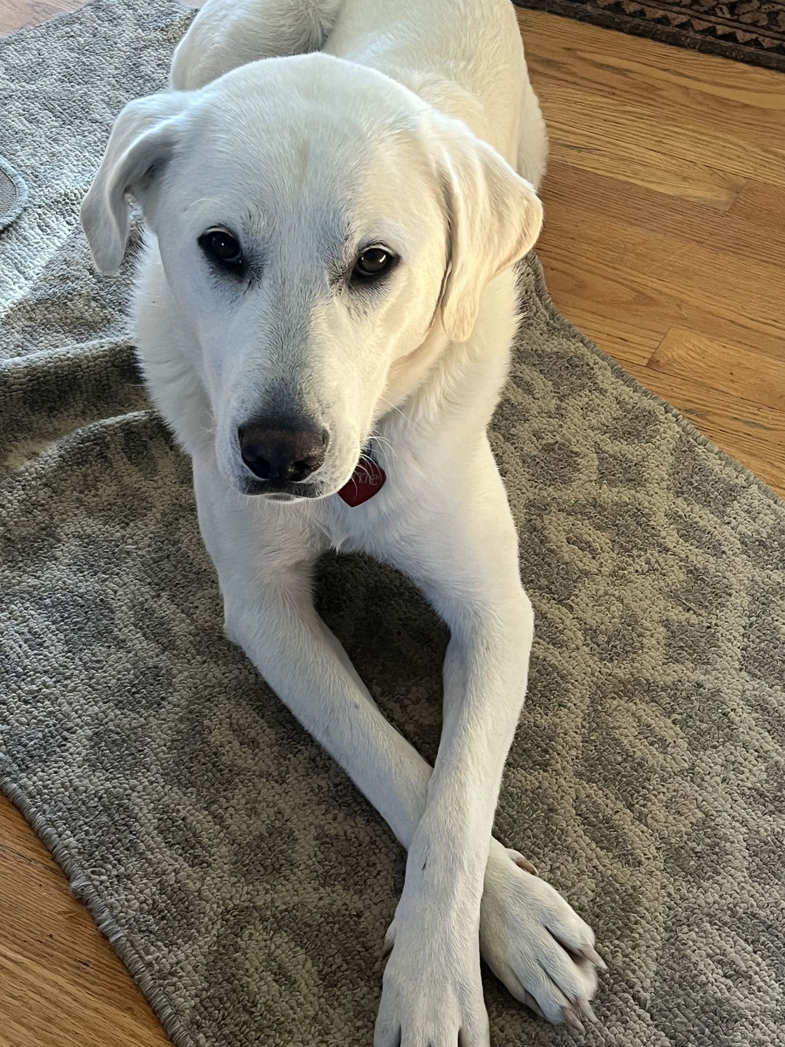 Savannah, an adoptable Akbash, Great Pyrenees in Bountiful, UT, 84010 | Photo Image 1