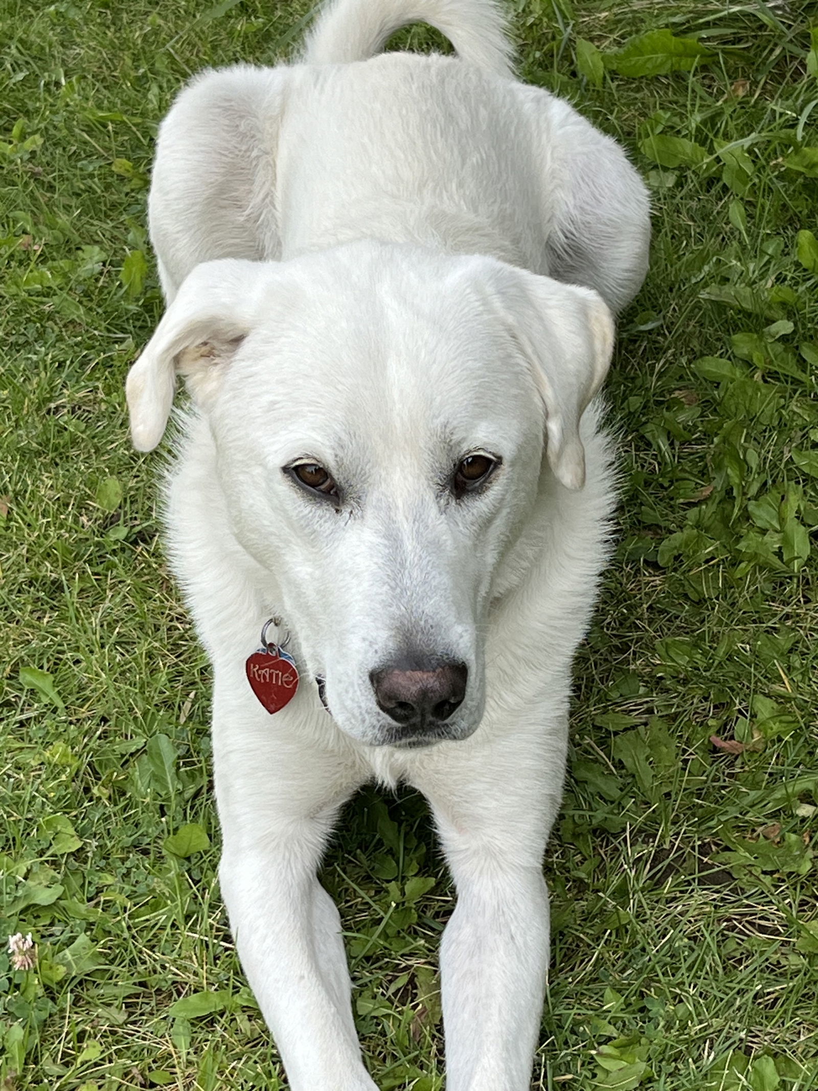 Savannah, an adoptable Akbash, Great Pyrenees in Bountiful, UT, 84010 | Photo Image 1