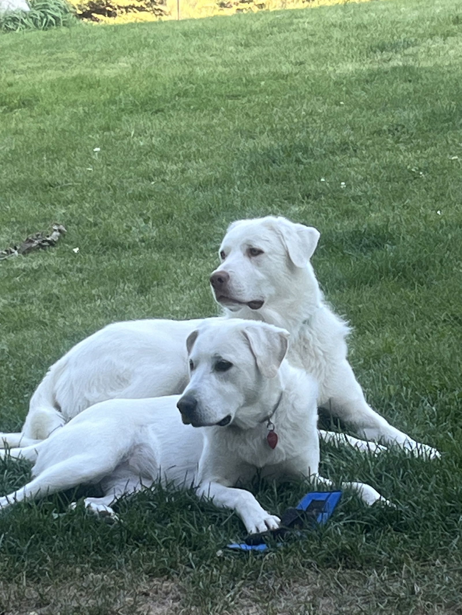 Savannah, an adoptable Akbash, Great Pyrenees in Bountiful, UT, 84010 | Photo Image 2