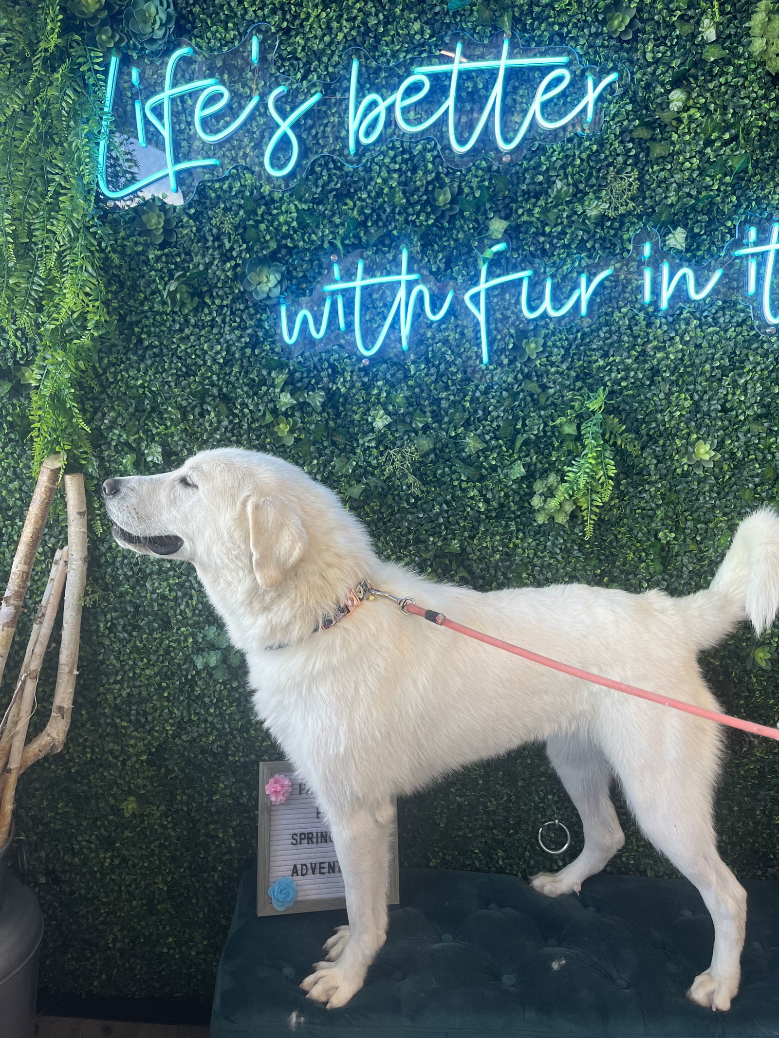 Savannah, an adoptable Akbash, Great Pyrenees in Bountiful, UT, 84010 | Photo Image 3