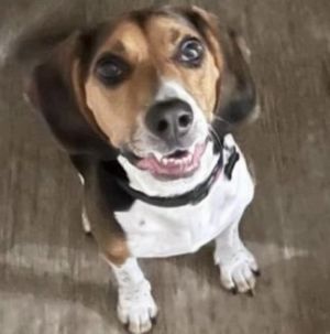 Spencer Tracy Beagle Dog