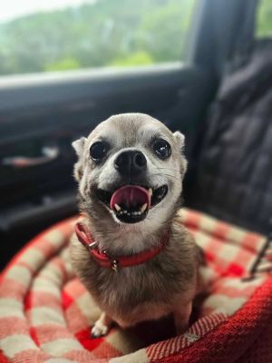 Zadie Baby Chihuahua Dog
