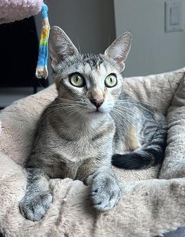 Hi Im Abby I was rescued in Stockton CA Im a gorgeous torbie girl with ticked tabby fur My co