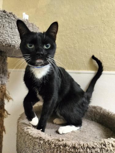 Mr. Sweets, an adoptable Domestic Short Hair in Parlier, CA, 93648 | Photo Image 2