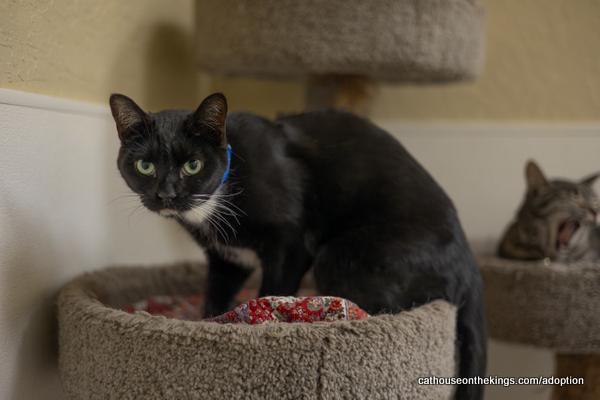 Mr. Sweets, an adoptable Domestic Short Hair in Parlier, CA, 93648 | Photo Image 3