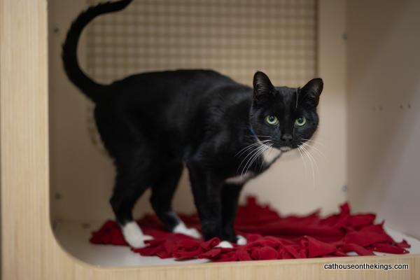 Mr. Sweets, an adoptable Domestic Short Hair in Parlier, CA, 93648 | Photo Image 4