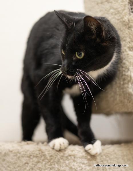 Mr. Sweets, an adoptable Domestic Short Hair in Parlier, CA, 93648 | Photo Image 5