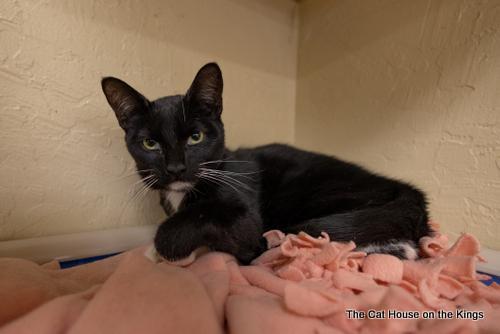 Mr. Sweets, an adoptable Domestic Short Hair in Parlier, CA, 93648 | Photo Image 6