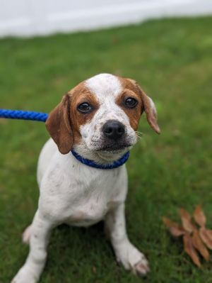 Meet the charming H litter a delightful quintet of 45-month-old Jack Russell TerrierDachshund mix
