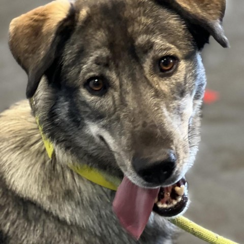 Dakota, an adoptable Husky, Shepherd in Idaho Falls, ID, 83402 | Photo Image 1