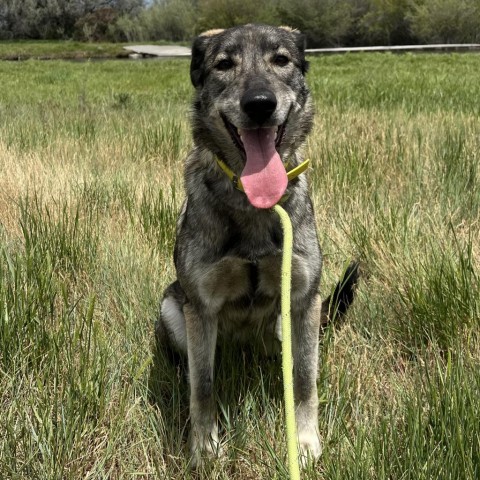 Dakota, an adoptable Husky, Shepherd in Idaho Falls, ID, 83402 | Photo Image 2