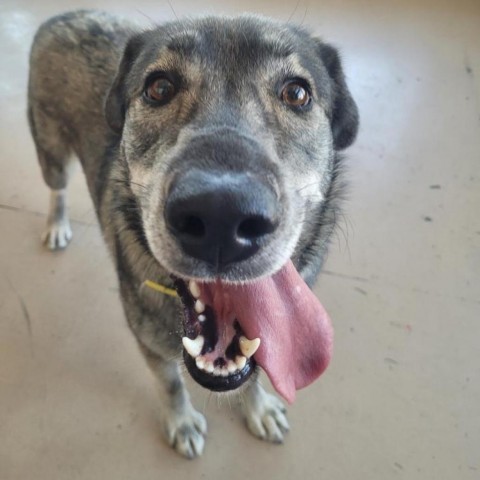 Dakota, an adoptable Husky, Shepherd in Idaho Falls, ID, 83402 | Photo Image 3