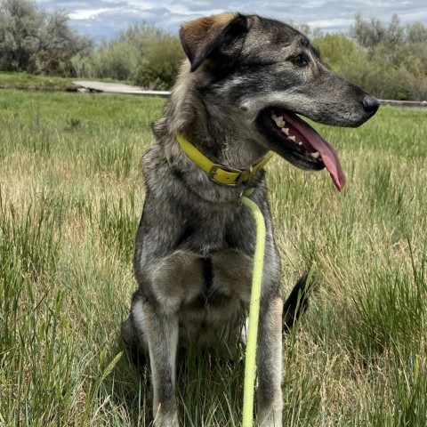 Dakota, an adoptable Husky, Shepherd in Idaho Falls, ID, 83402 | Photo Image 4