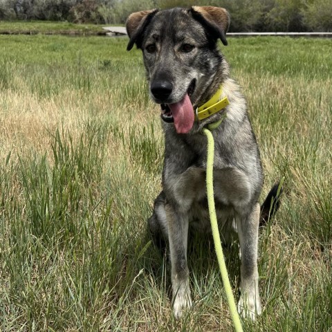 Dakota, an adoptable Husky, Shepherd in Idaho Falls, ID, 83402 | Photo Image 6