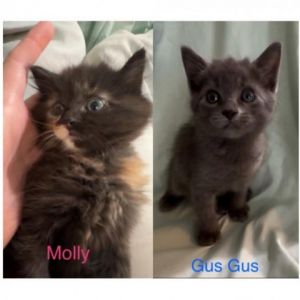 Gus Gus and Molly Domestic Short Hair Cat