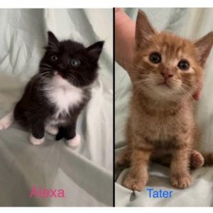 Tater Tot and Alexa Domestic Short Hair Cat
