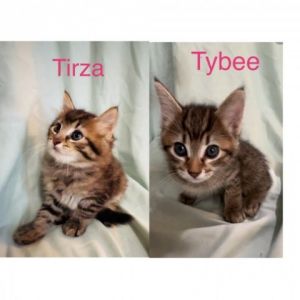 Tirza and Tybee Domestic Long Hair Cat