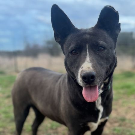 Cocoa photo