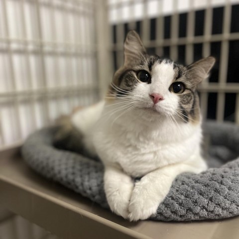 Scratte, an adoptable Domestic Short Hair in Midland, TX, 79703 | Photo Image 1