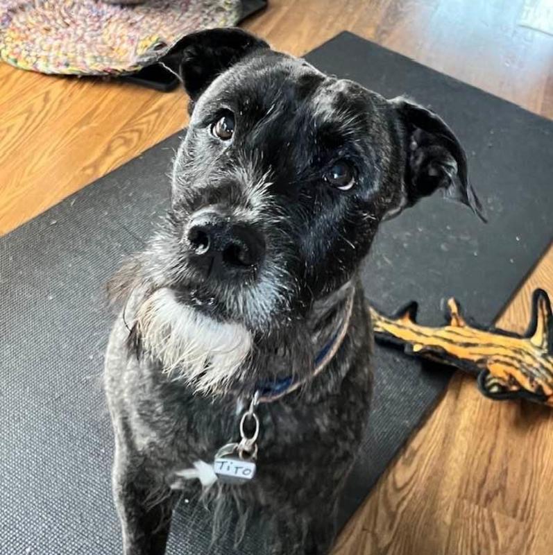 Tito, an adoptable Schnauzer, Pit Bull Terrier in Warrenton, OR, 97146 | Photo Image 1