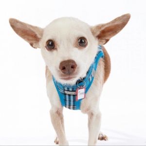 Thomas 11874 Chihuahua Dog