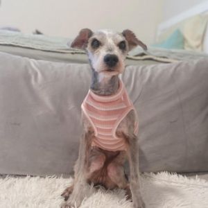 Meet Ling a leggy lady who likes taking walks being sweet and gentle and sing