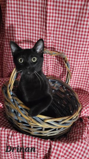 Drinan born about 32124 male all black except for 3 or 4 whiskers Drinan is a playful adven