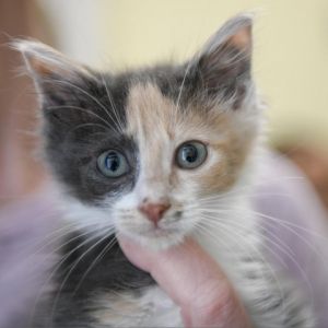 Dempsey (light pink) Domestic Short Hair Cat