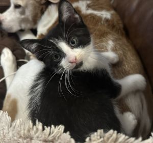 Oreo #cuddle-bug Tuxedo Cat
