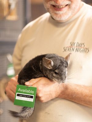 Nibbler Chinchilla Small & Furry