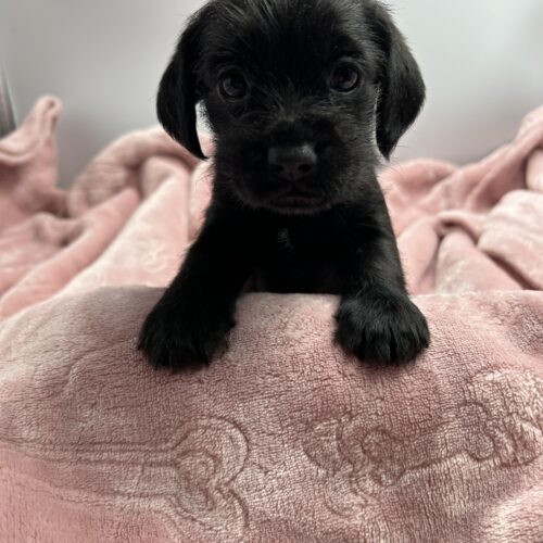Seinfeld Litter, an adoptable Chihuahua, Cockapoo in Chicago, IL, 60641 | Photo Image 2