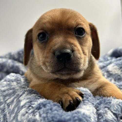 Seinfeld Litter, an adoptable Chihuahua, Cockapoo in Chicago, IL, 60641 | Photo Image 5