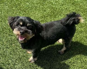 Riggs Cocker Spaniel Dog