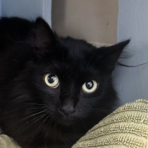 Hi there my name is Wolfie I am a one year seven month old medium sized neutered male domestic 