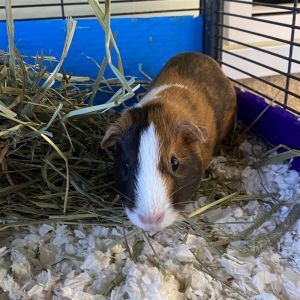 MY ADOPTION FEES ARE WAIVED FOR JUNE Hi Im Rogue Im a young female guinea pig Fun fact Wild 