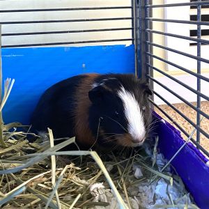 Hi Im Jubilee Im a young female guinea pig Fun fact Guinea pigs can learn complex paths to foo