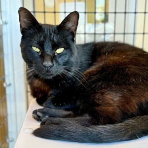 Hi Im Midnight Im a very sweet 1 year and 6 month old large sized neutered male domestic shor