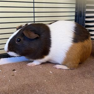 Hi Im Jean Gray Im a young female guinea pig Fun fact Domestic guinea pigs can have long shor