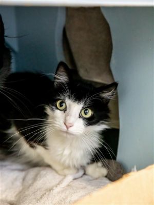 Hey there my name is Oreo I am a one year seven month old neutered male domestic medium hair me