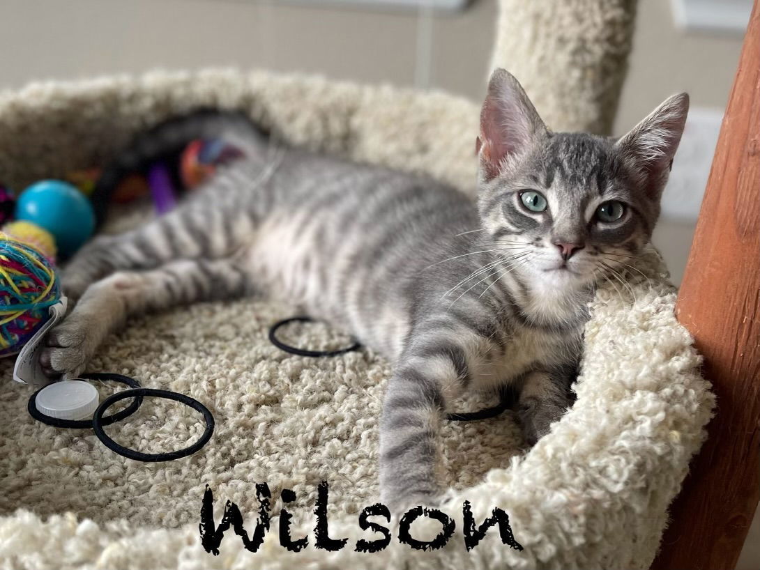 Wilson