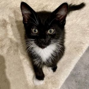 Onyx Ash Juniper and Nova are all fantastic kittens with all-around perfect purr-fect personal